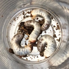 カブトムシ幼虫／3齢（20匹までお譲り可）