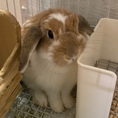 ウサギ ロップイヤー