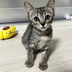 野良ちゃんが連れてきた３兄妹☆ファム　メス　２ヶ月