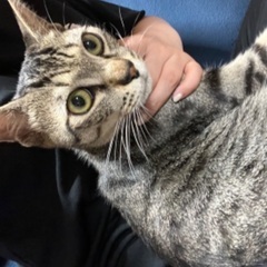 ☆里親募集☆約1歳のオス猫