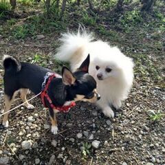 犬友 − 千葉県