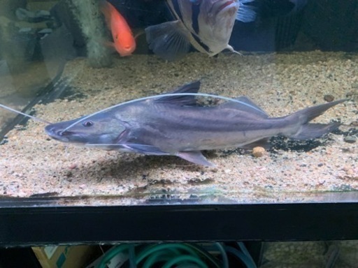 ピラムターバ　熱帯魚