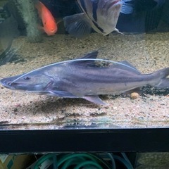 ピラムターバ　熱帯魚
