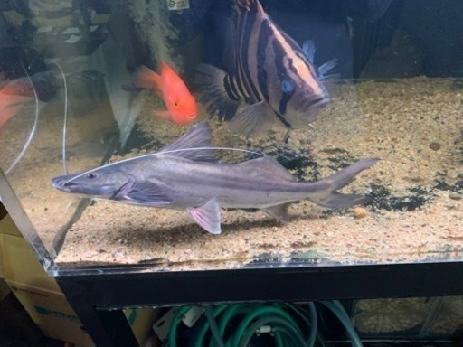 ピラムターバ　熱帯魚
