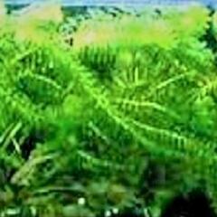 🌿アナカリス🌿 (オオカナダモ) １５～２０cm位 １０本３００円～ 
