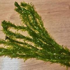 🌿アナカリス🌿 (オオカナダモ) １５～２０cm位 １０本３００円～ の画像