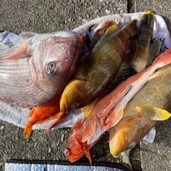 新規メンバー緊急募集、１１月２６日空き有り❗️タイラバ、ジギング、ハイシーズン到来🎣 - 志摩市