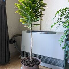ドラセナコンパクタ