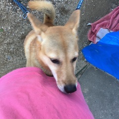 里親さん急募！根はやさしい甘えん坊です。番犬むき６歳メスです。 - 里親募集