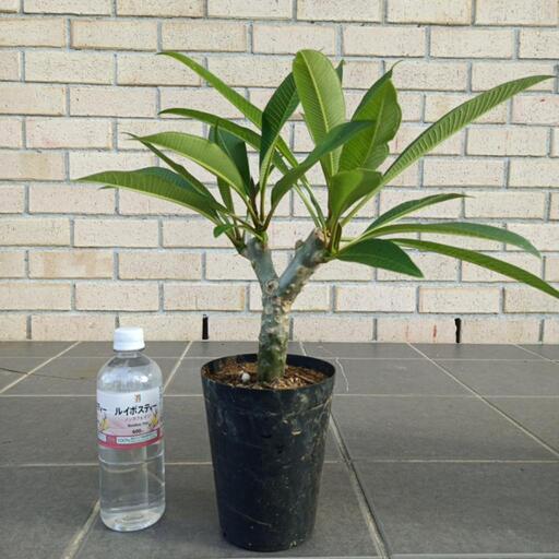 プルメリア　白黄色 Plumeria