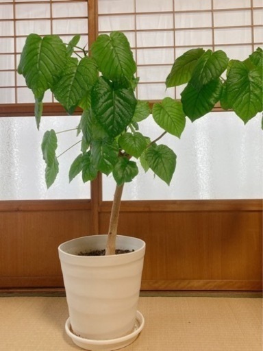 【決まりました】ウンベラータ　10号鉢