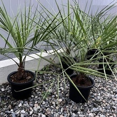ココスヤシ　の画像