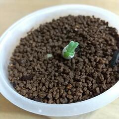 多肉植物 モニラリア 2022実生③