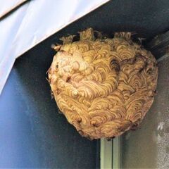 ハチ駆除