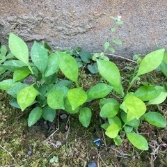 夏みかんの苗　10cm〜15cm 3本