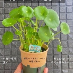 ウォーターマッシュルーム抜き苗たくさん
