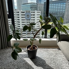 【小夏様　確約】観葉植物の画像
