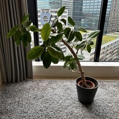 【小夏様　確約】観葉植物の画像