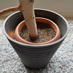 【小夏様　確約】観葉植物の画像