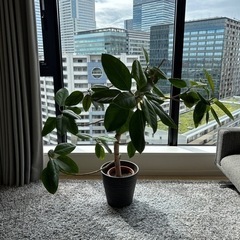 【小夏様　確約】観葉植物