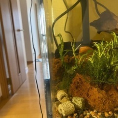 引越しで至急90センチ水槽アクリル、25？センチオーバーフロー水槽