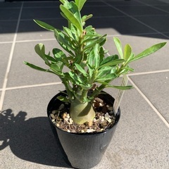アデニウムアラビカム　塊根植物