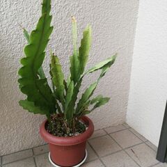 植木