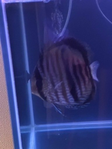 ワイルドディカス