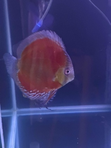 ワイルドディカス