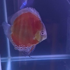 ワイルドディカス