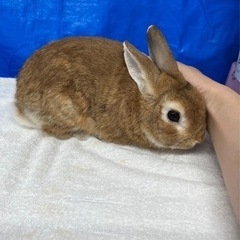 ネザーランドドワーフ11ヶ月♂ 里親様募集