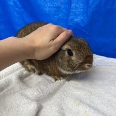 ネザーランドドワーフ11ヶ月♂里親様募集