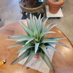 ミニ観葉植物・アロエ・フェイクすの画像