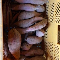 新鮮❗️さつまいも　❗️値下げ