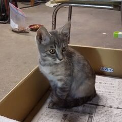 可愛いサバトラ柄の子猫２～３か月位