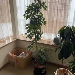 観葉植物になります。