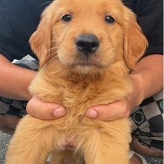 🐕ゴールデンレトリバー🐕メス - 大村市