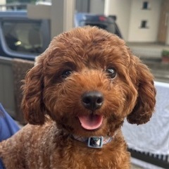 【飼い主様決まりました】人懐っこいラビくん✨