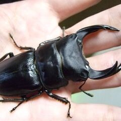 能勢産オオクワガタ Ｆ13　♂71ミリ　♀50.2ミリ ペアの画像
