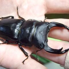 能勢産オオクワガタ Ｆ13　♂71ミリ　♀50.2ミリ ペアの画像