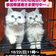 10/22(日)譲渡会。6月生ペルシャ♂♀(⋈◍＞◡＜◍)。✧♡