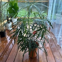 アラレア　6号　観葉植物