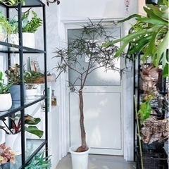 観葉植物　ボトルツリー