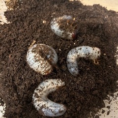 カブトムシ幼虫 1匹10円