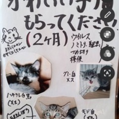2ヶ月　子猫　オス　メス　グレーと白の子猫は決まりました。