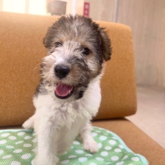 ワイヤーフォックステリア子犬里親さん募集中