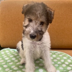 ワイヤーフォックステリア子犬里親さん募集中 - 犬