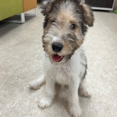 ワイヤーフォックステリア子犬里親さん募集中 - 豊橋市