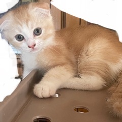 スコティッシュフォールド子猫