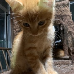 チャトラ子猫　里親募集
